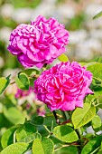 Damask perpetual Rose, Rosa Rose de Rescht, Breeder: Miss Nancy Lindsay, flower