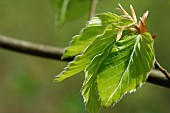 Fagus (Detail of young beech leaves)