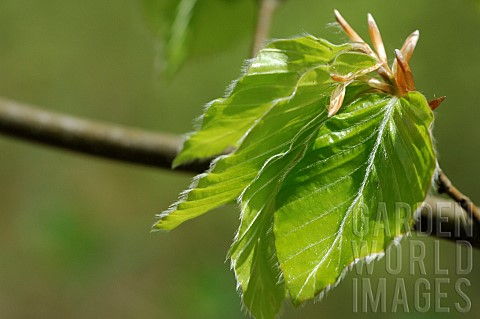 Fagus_Detail_of_young_beech_leaves