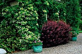 Hydrangea petiolaris on a house facade (climbing hydrangea)