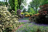 Rhododendron and Hyacinthoïdes non-scripta (bluebells), Bowood Garden , Wiltshire, England, spring
