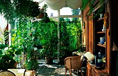 Indoor veranda: Ficus carica (fig tree). Citrus limon (lemon tree). Asparagus (ornamental asparagus). Mr and Mrs De Couwer, Belgium (AE)