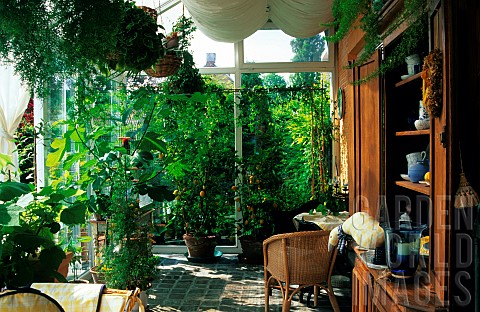 Indoor_veranda_Ficus_carica_fig_tree_Citrus_limon_lemon_tree_Asparagus_ornamental_asparagus_Mr_and_M