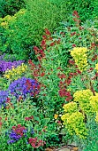 Perennial bed. Centranthus ruber (Red Valerian), Veronica (Speedwell), Euphorbia (Euphorbia). Spring-summer