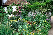 Perennial bed: Wall climbing rose, Church Hill Cottage, England, (AVP)