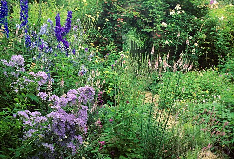 Wild_garden_Campanula_lactiflora_bellflower_Linaria_purpurea_Delphinium_Mr_and_Mrs_Broeckaert_Belgiu