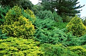 Conifer scene: Chamaecyparis (falsecypress), Juniperus (juniper)