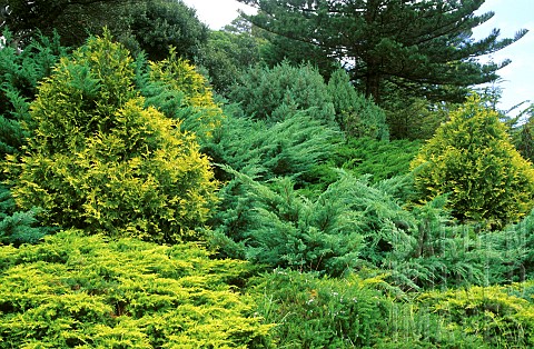 Conifer_scene_Chamaecyparis_falsecypress_Juniperus_juniper