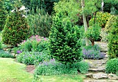 Group of dwarf conifers, Spring