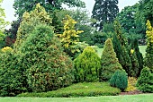 Conifer garden, Eastern white cedar sieboldi, Waterperry Gardens, Oxfordshire, England