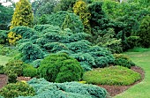 Conifer scene: Juniperus Blues Scarlet (juniper), Thuya occcidentalis Danica, Cryptomeria japonica Cristata (Japanese cedar). Waterppery Garden Oxford Shire.