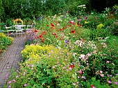 Rosa Fairy, Geranium endresii Wargrave Pink, Papaver. Private garden in Belgium. Summer