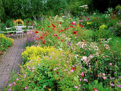 Rosa_Fairy_Geranium_endresii_Wargrave_Pink_Papaver_Private_garden_in_Belgium_Summer