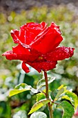 Rosa Grande Amore in bloom in a garden