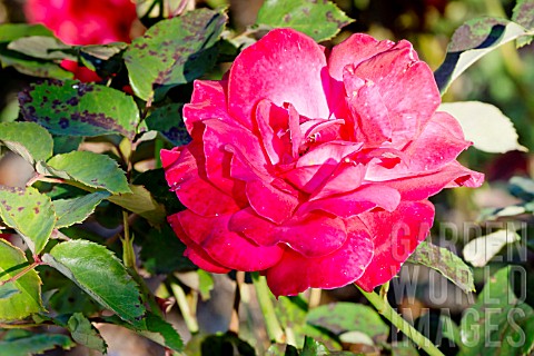 Rosa_Cardinal_Song_in_bloom_in_a_garden