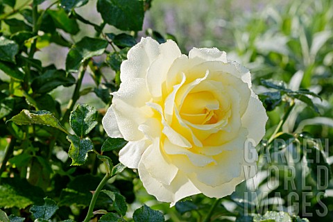 Rosa_Elina_in_bloom_in_a_garden