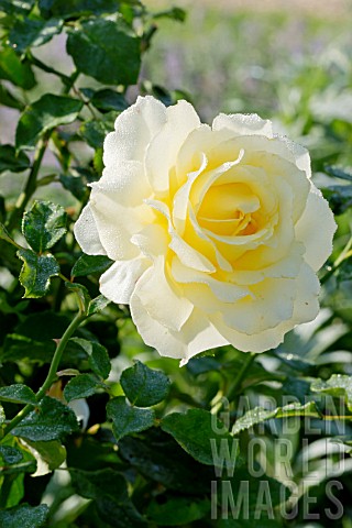 Rosa_Elina_in_bloom_in_a_garden