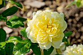 Rosa Anny Duperey in bloom in a garden