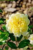 Rosa Anny Duperey in bloom in a garden