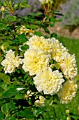 Rosa Anny Duperey in bloom in a garden