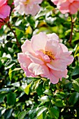 Rosa Rigo Aprikola in bloom in a garden