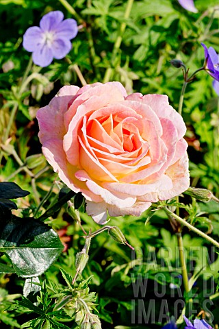 Rosa_Elle_in_bloom_in_a_garden