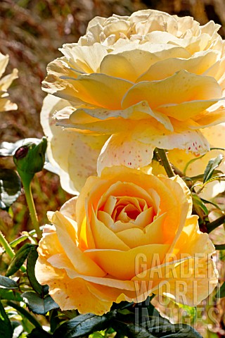 Rosa_Bataclan_in_bloom_in_a_garden