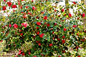 Camellia Julia Drayton in bloom in a garden