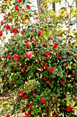 Camellia Julia Drayton in bloom in a garden