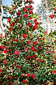 Camellia Adolphe Audusson in bloom in a garden