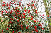 Camellia Adolphe Audusson in bloom in a garden