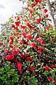 Camellia Adolphe Audusson in bloom in a garden