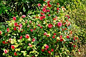 Camellia Caryophylloides in bloom in a garden