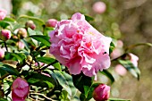 Camellia El Dorado in bloom in a garden