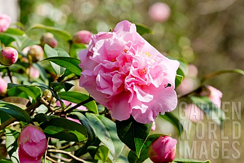 Camellia_El_Dorado_in_bloom_in_a_garden