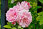 Rosa Domaine de Courson in bloom in a garden