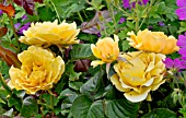 Rosa Amber Queen in bloom in a garden