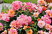 Rosa Rigo Aprikola in bloom in a garden