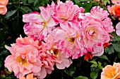 Rosa Rigo Aprikola in bloom in a garden