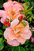 Rosa Rigo Aprikola in bloom in a garden
