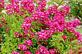 Rosa Marjorie Fair in bloom in a garden