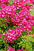 Rosa Marjorie Fair in bloom in a garden