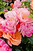 Rosa Rigo Aprikola in bloom in a garden