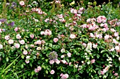 Rosa Cornelia in bloom in a garden