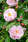 Rosa Cornelia in bloom in a garden