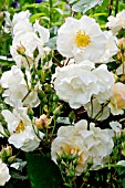 Rosa Cornelia in bloom in a garden