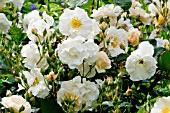 Rosa Cornelia in bloom in a garden