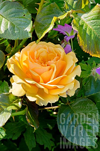 Rosa_Graham_Thomas_in_bloom_in_a_garden