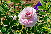 Rosa New Dawn in bloom in a garden