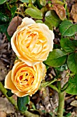 Rosa Bataclan in bloom in a garden